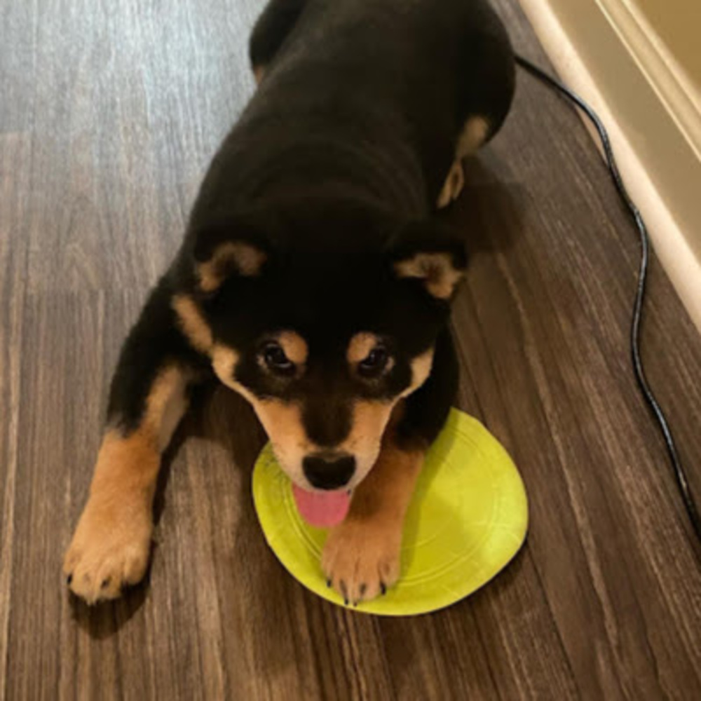 Meet your Posher, James